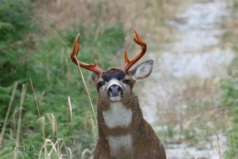 Sitka Black Tailed Deer Aktis Blacktail Deer Calls 60 Off