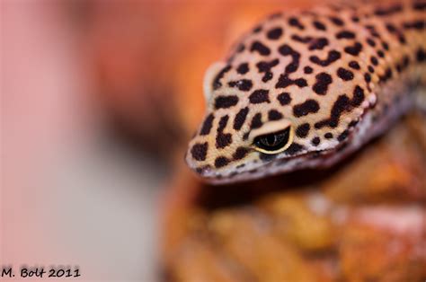 2 catching a common house lizard. How to Catch a Lizard in the House Using a Box | Dengarden