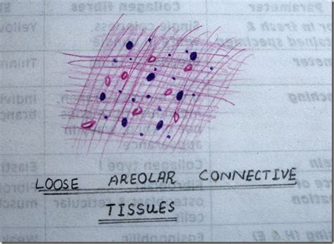 Histology Slides Database Loose Areolar Connective Tissue High