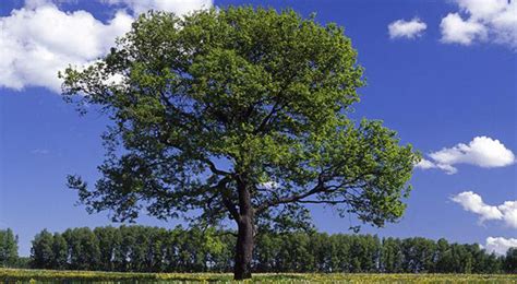 The Meaning And Symbolism Of The Word Arbol Es