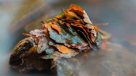 Wallpaper Fall Leaves Nature Long Exposure Water Drops Closeup