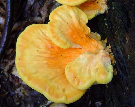 Laetiporus Sulphureus At Indiana Mushrooms