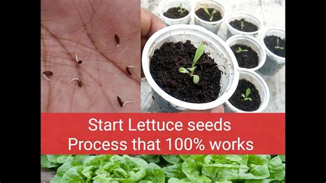 Growing Romaine Lettuce From Seed How To Grow Lettuce In Summer Time Youtube