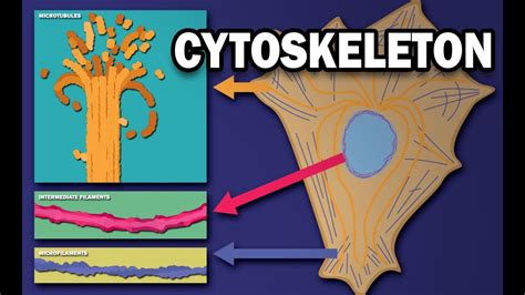 Cytoskeleton Cartoon