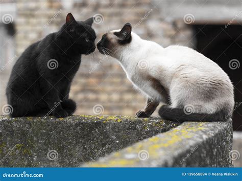 Siamese Cat And Black Cat Stock Image Of Eyes 139658894