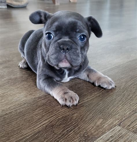 43 English And French Bulldog Puppies Picture Bleumoonproductions