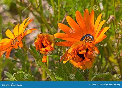 Four Orange Gousblom Wildflowers Stock Image Image Of Beauty Aurora
