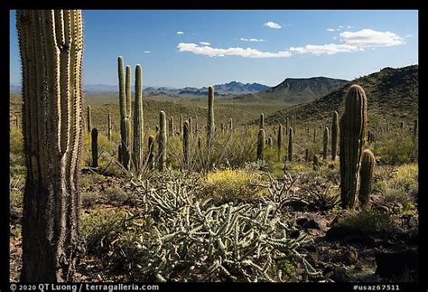 Picturephoto Cactus And Vekol Mountains Sonoran Desert National