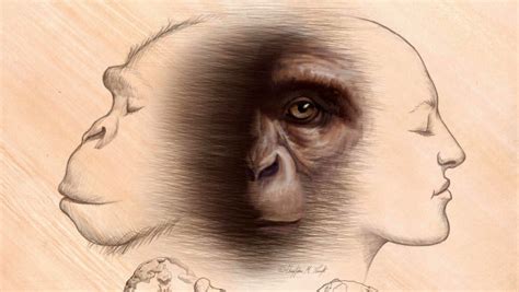 Hominins Originated In Africa From Ape Ancestors Unlike Any Living