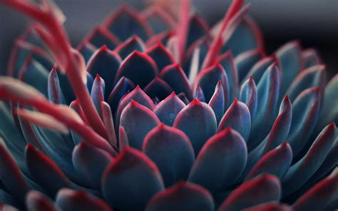 Close Up Photography Of Succulent Plant Macbook Air Wallpaper Download