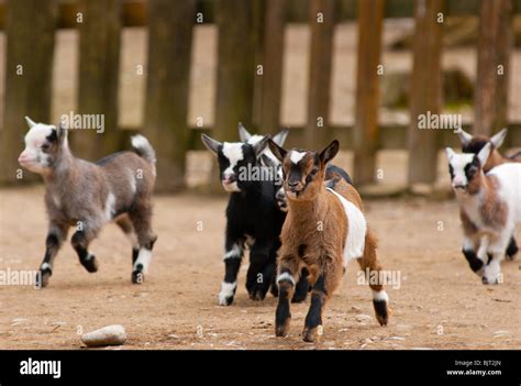 Cute Running Baby Goats Stock Photo Alamy