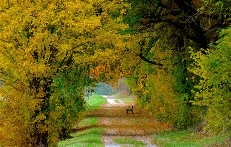 Wallpaper Autumn Leaves Trees Bench Nature Colorful Track