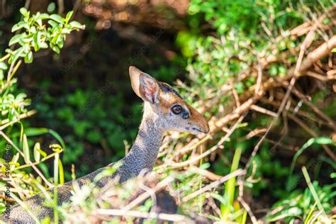 Dik Dik Smallest And Cuttest Antelope Species Of Small Antelope In The