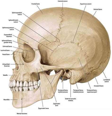 Cranial Bones Atlas Of Anatomy Head And Neuroanatomy Michael Schuenke