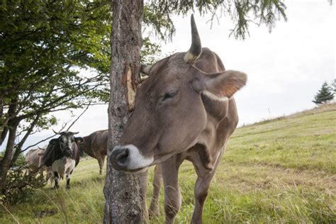 Vache Dans Les Vosges Denis MERCK Photographe Professionnel En Alsace