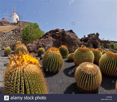 We did not find results for: Lanzarote Kaktus Garten Stockfotos & Lanzarote Kaktus ...