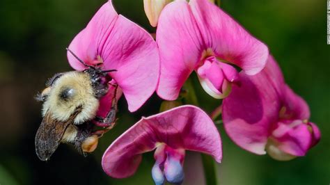 Bumblebees Are Going Extinct Because Of Climate Crisis But There Are
