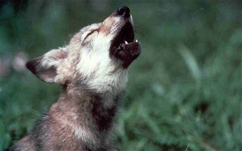 Public Domain Picture Mexican Wolf Pup Howling Id 13967753414404
