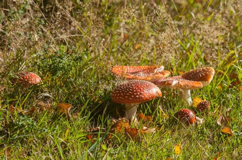 Autumn Meadow With Toadstool Mushrooms Stock Photo Image Of Dotted