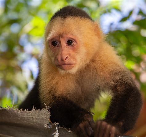 A Little Monkey Business Kristian Narveson Flickr