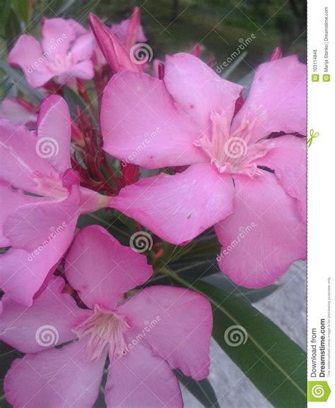 Nerium Oleander Stock Photo Image Of Summer Oleander 103114848
