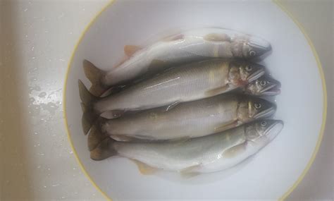 今天 疫情升溫八大場所恐成破口 萬華分局擴大臨檢宣導防疫 (台北市政府提供) dailymotion 釣果情報、河川情報(八色大橋下、下流) | 魚沼漁業協同組合