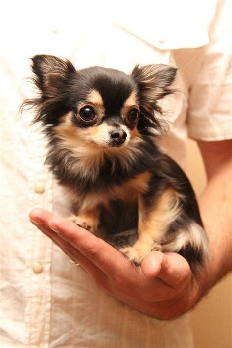 79 Miniature Long Haired Chihuahua Rescue Pic Bleumoonproductions