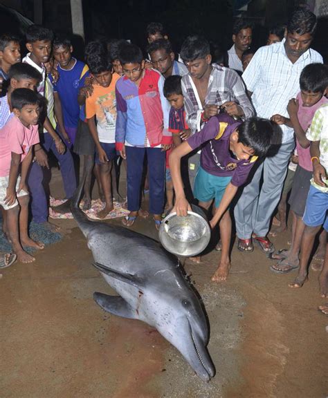 Dolphin Dies After Rescue Efforts Prove Futile The Hindu