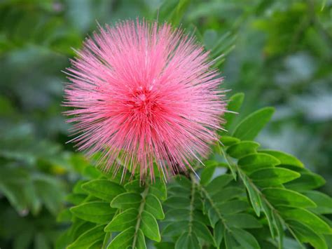How To Grow And Care For Powder Puff Plants World Of Flowering Plants