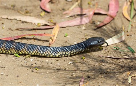 The Most Venomous Snakes In The World
