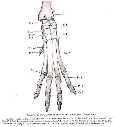 Canine Tarsal Bone Anatomy