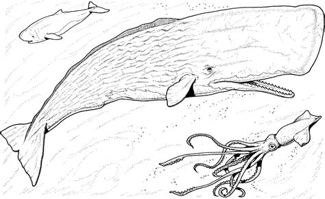 Coloring pages are no longer just for children. Orca Whale Coloring Page - Coloring Home