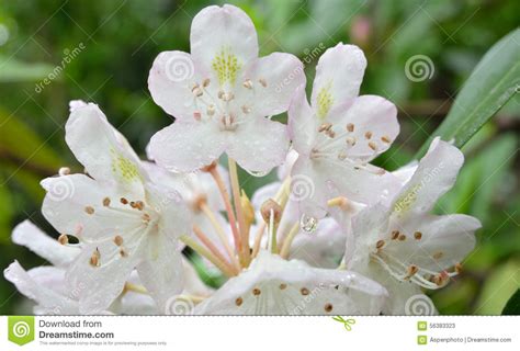 Rhododendron West Virginia State Flower Stock Image Image Of Flowers
