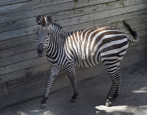 Maryland Zoo Welcomes New Plains Zebra To The Herd The Maryland Zoo