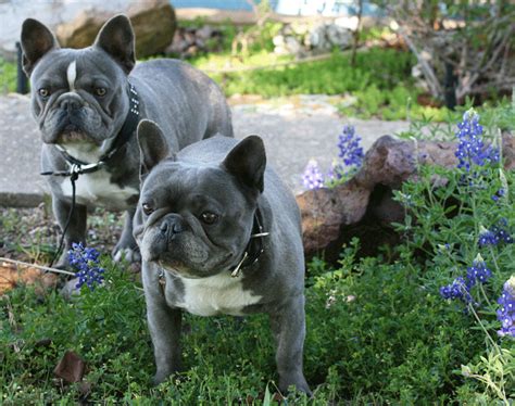Blue merle good bone structure.american kennel club full rights ! 18 Most Beautiful Blue French Bulldog Pictures