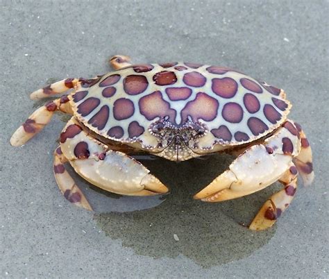 Calico Box Crab Pics