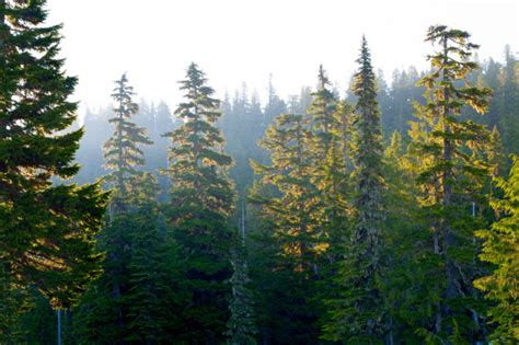 Millions Of Years Ago These North American Forests Disappeared For