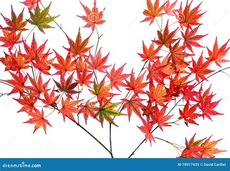 Bright Red Autumn Japanese Maple Leaves Or Acer Palmatum Isolated