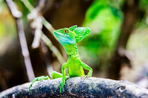 Meet The Exotic Animals Of Costa Rica