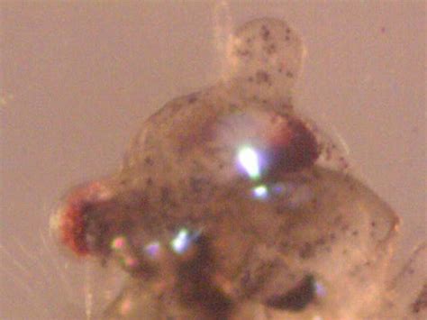 Sea monkeys are a type of brine shrimp. Full Grown Dead Sea Monkeys
