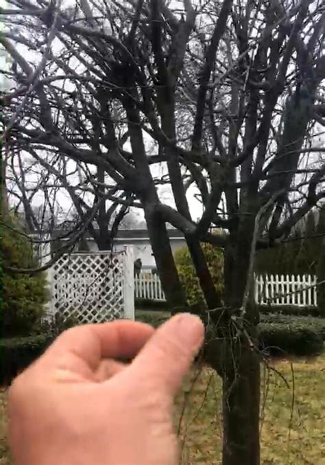 Grafted Weeping Cherry Tree — Tree Awareness