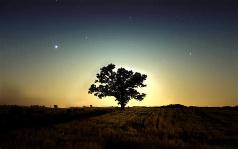Photography Landscape Nature Night Field Trees Wallpapers Hd