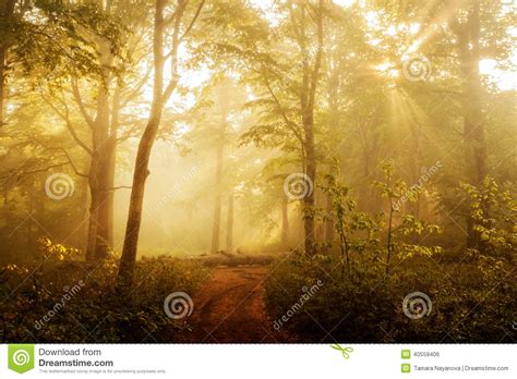 Sunlit Forest In The Morning Stock Photo Image Of Spring Sunlight