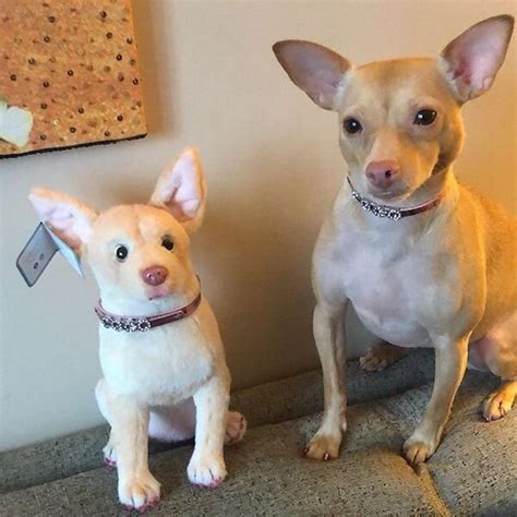 Chihuahua Stuffed Animals Turn Your Pet Into Custom Plush