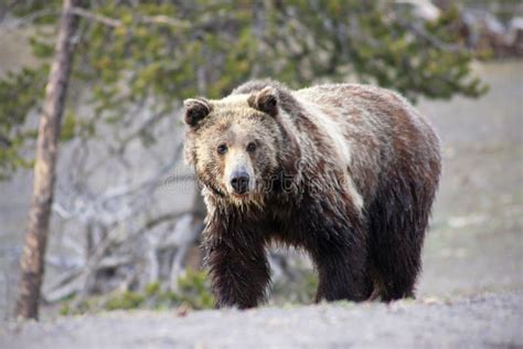 335 Grizzly Bear Rocky Mountains Stock Photos Free And Royalty Free