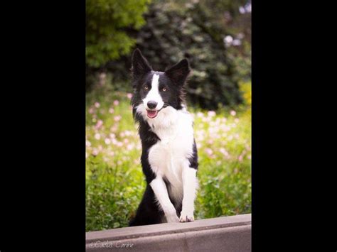 Pin By Anthony Mackey On Border Collies Best Dog Breeds Border