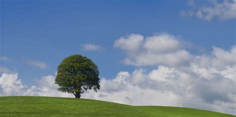 Tree On A Green Hill In Explore The Tree At Michaelstone Flickr