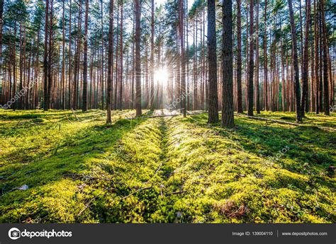 Sunrise In Pine Forest Stock Photo By ©haveseen 139004110