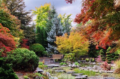 Beautiful Fall Japanese Maples Topiary Gardens Japanese Garden