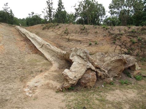 The Largest Petrified Tree Stump In The World Rock Seeker